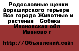Родословные щенки йоркширского терьера - Все города Животные и растения » Собаки   . Ивановская обл.,Иваново г.